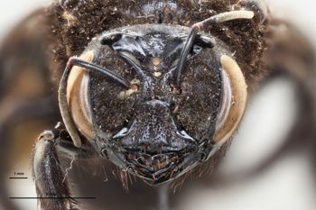 Media type: image;   Entomology 815955 Aspect: head frontal view